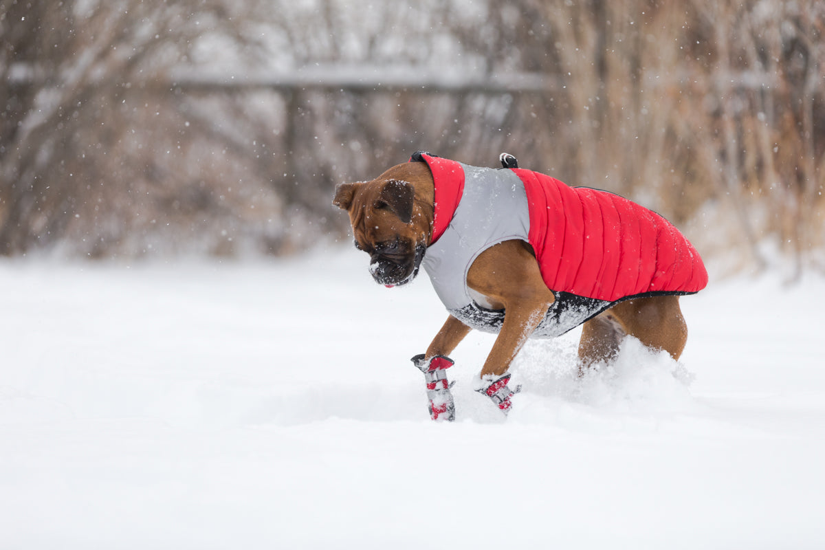 Pawsh pads 2025 dog boots